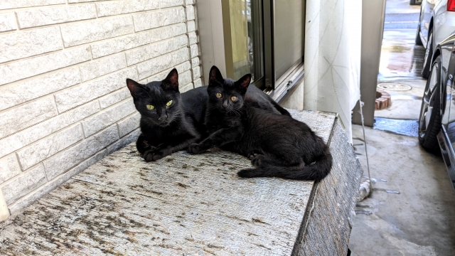 黒猫